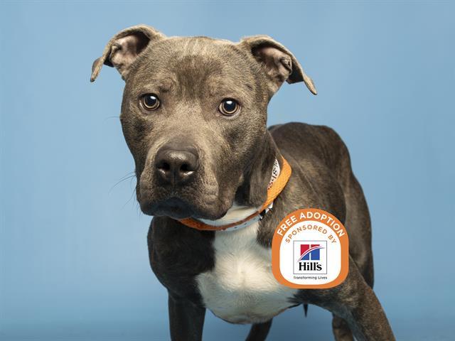 Enlarge STEEL, a Adoptable Pit Bull Terrier in Phoenix, AZ image 1/1