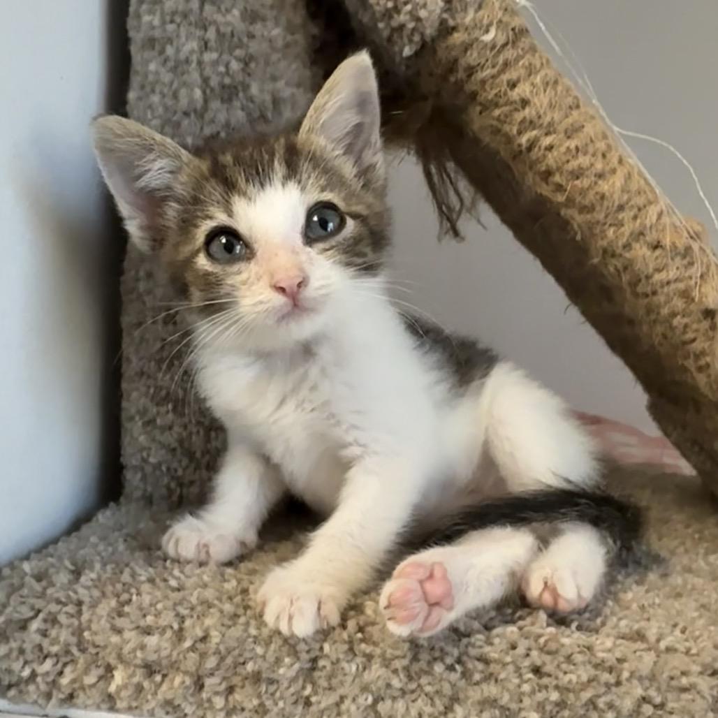 Enlarge Myca, a Adoptable Domestic Short Hair in Archbold , OH image 1/1