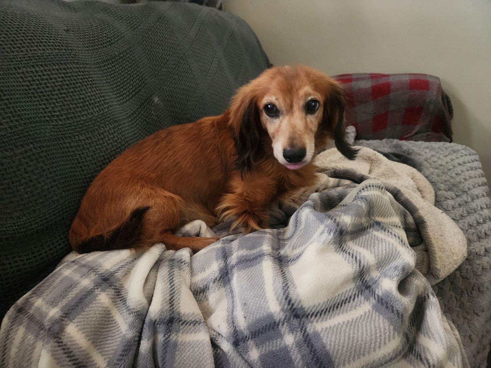Buster, Adoptable, Senior Male Dachshund.