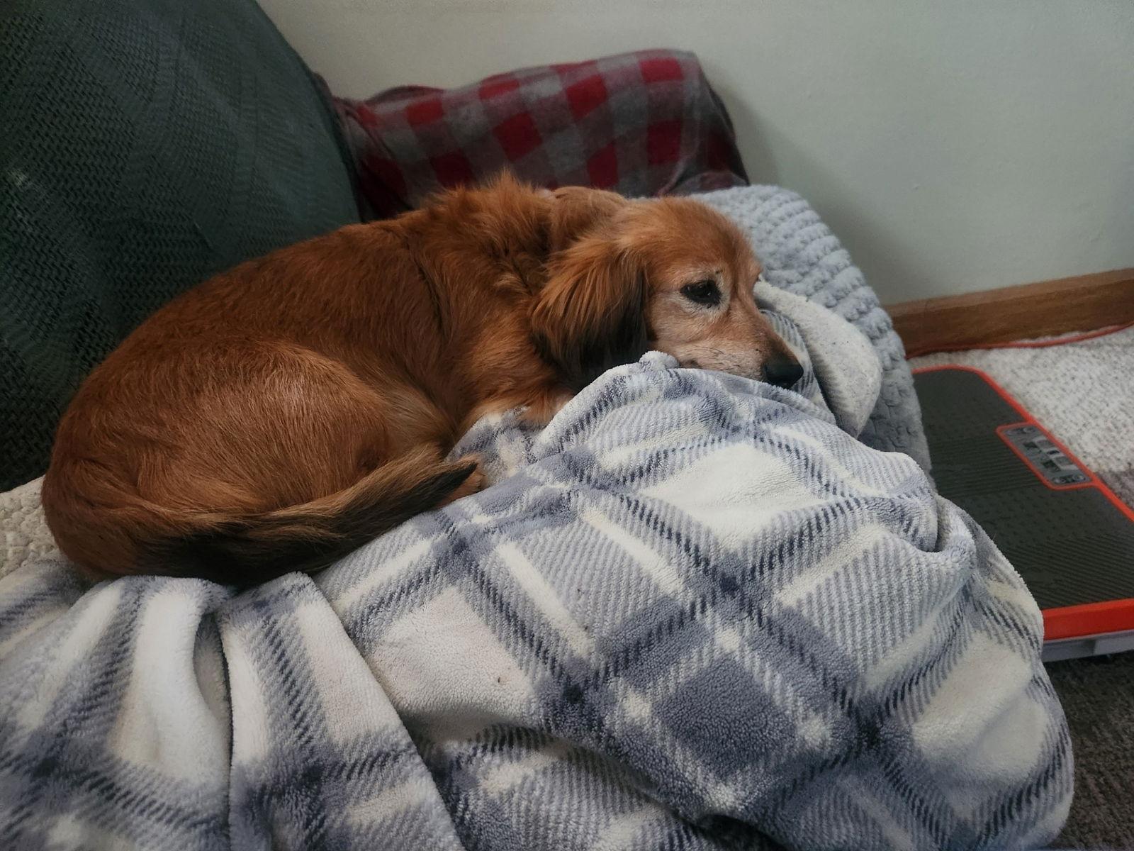 Buster, a Adoptable Dachshund in Sioux Falls, SD image 2/2