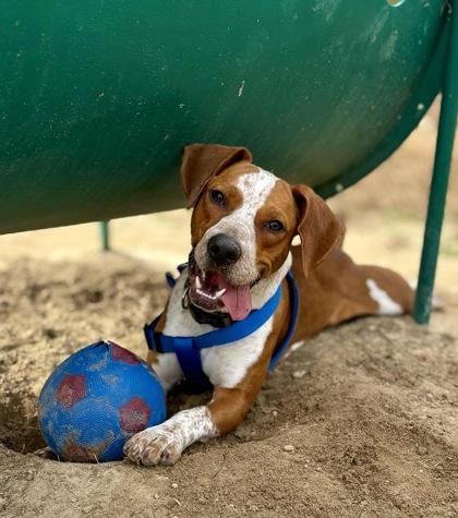 Grizzly, Adoptable, Adult Male Hound & Mixed Breed.