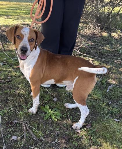 Enlarge Grizzly, a Adoptable mixed breed in King William, VA image 2/3