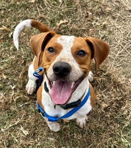 Enlarge Grizzly, a Adoptable mixed breed in King William, VA image 3/3