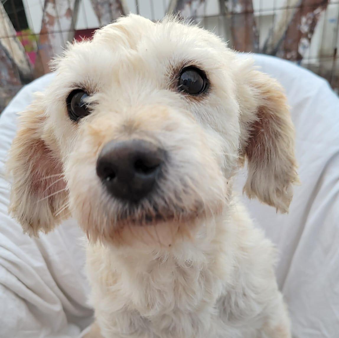 Margarita, adopted, Adult Female Miniature Poodle & Golden Retriever.