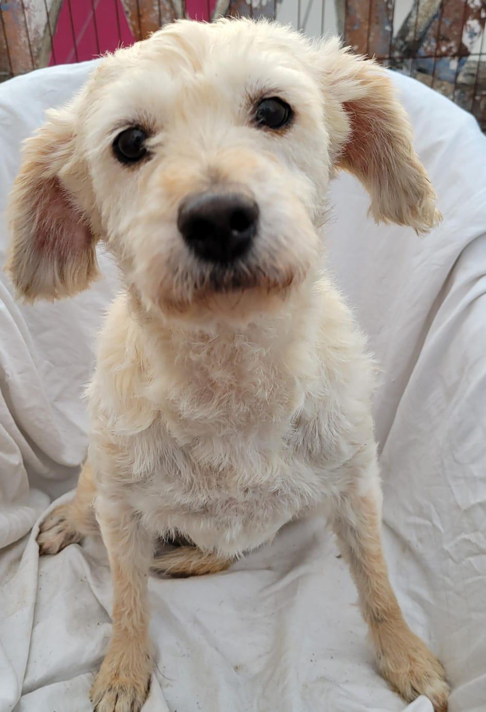 Margarita, an adopted mixed breed in Sherwood, OR image 2/4