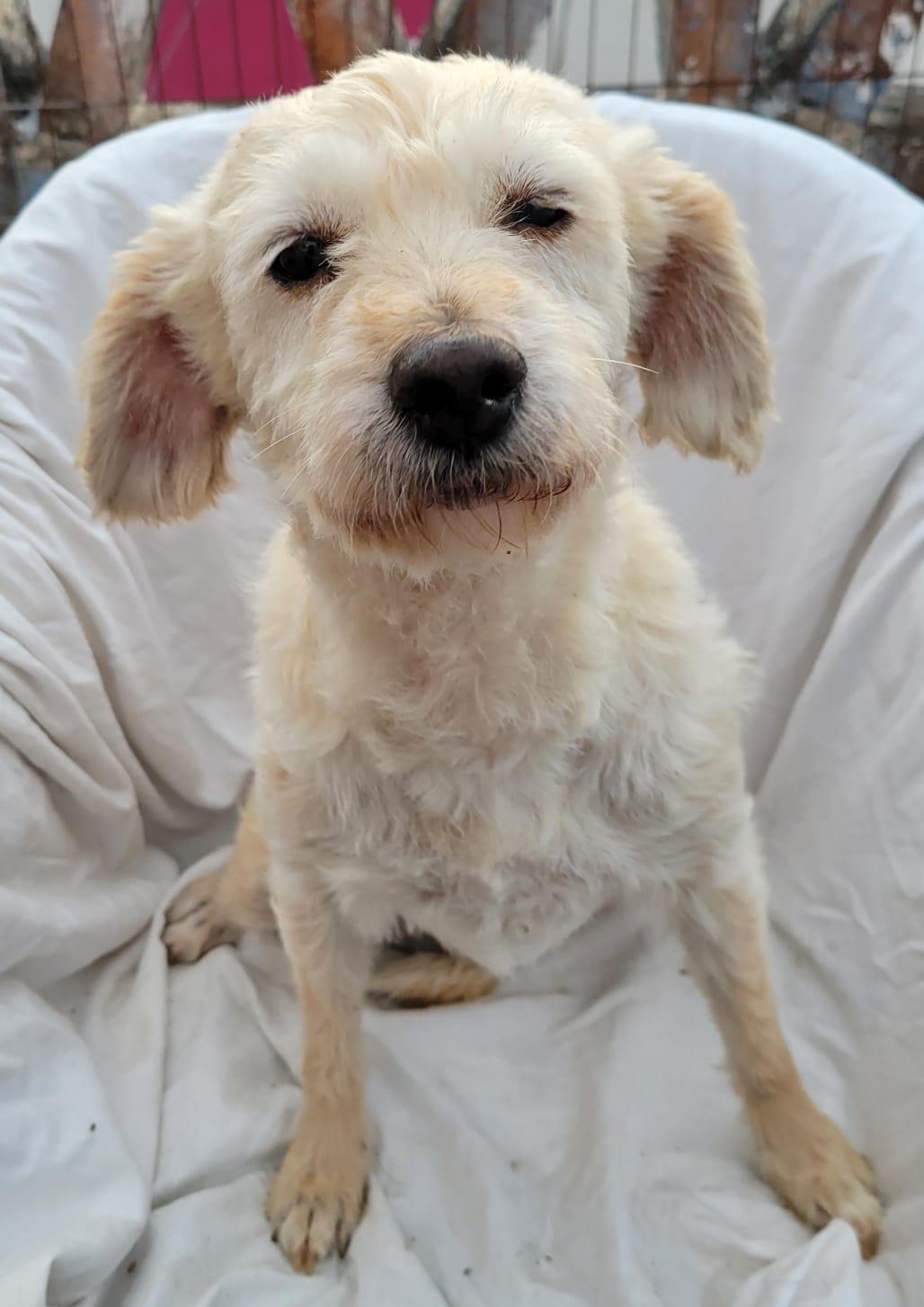 Margarita, an adopted mixed breed in Sherwood, OR image 3/4