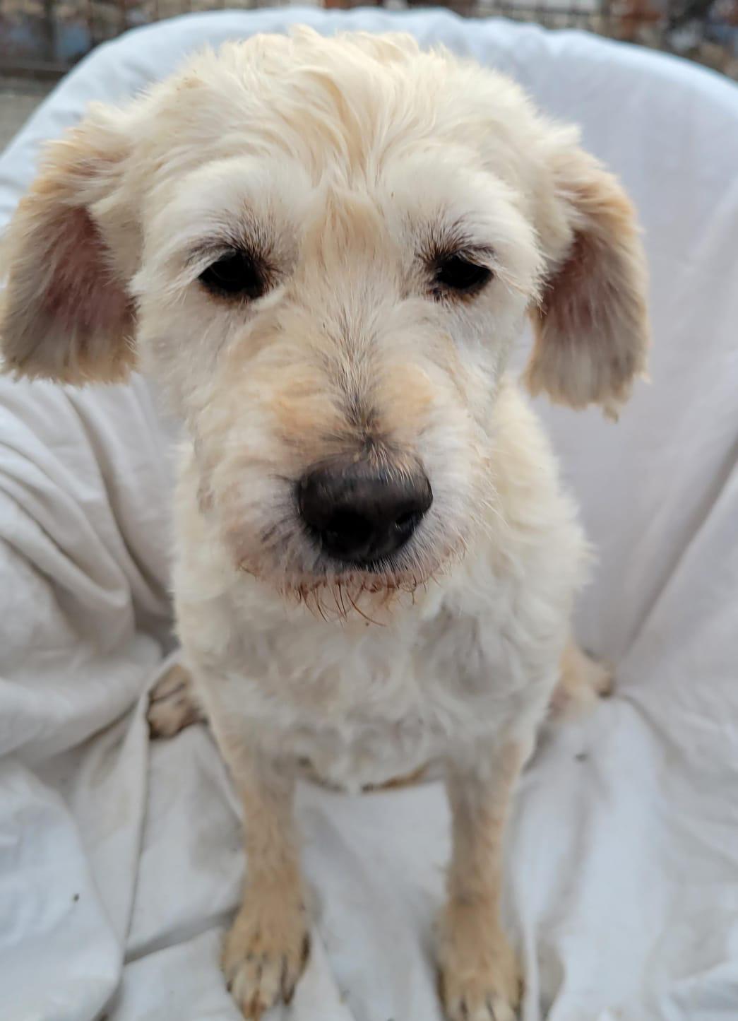 Margarita, an adopted mixed breed in Sherwood, OR image 4/4