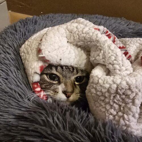 Nala, Adoptable, Adult Female Domestic Short Hair.