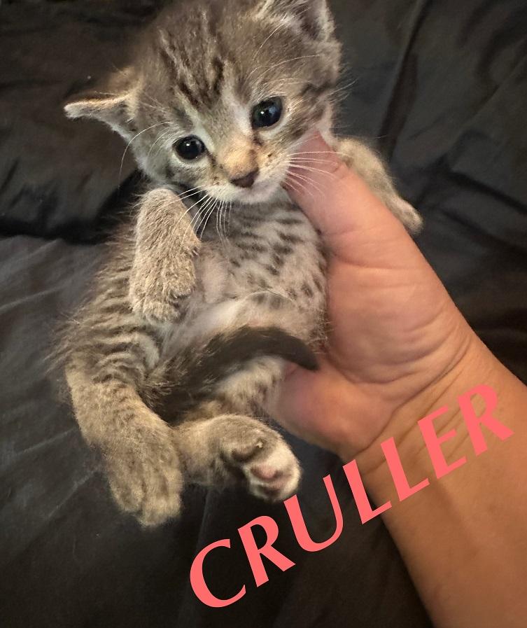 Cruller, Adoptable, Kitten Female Tabby & Siamese.