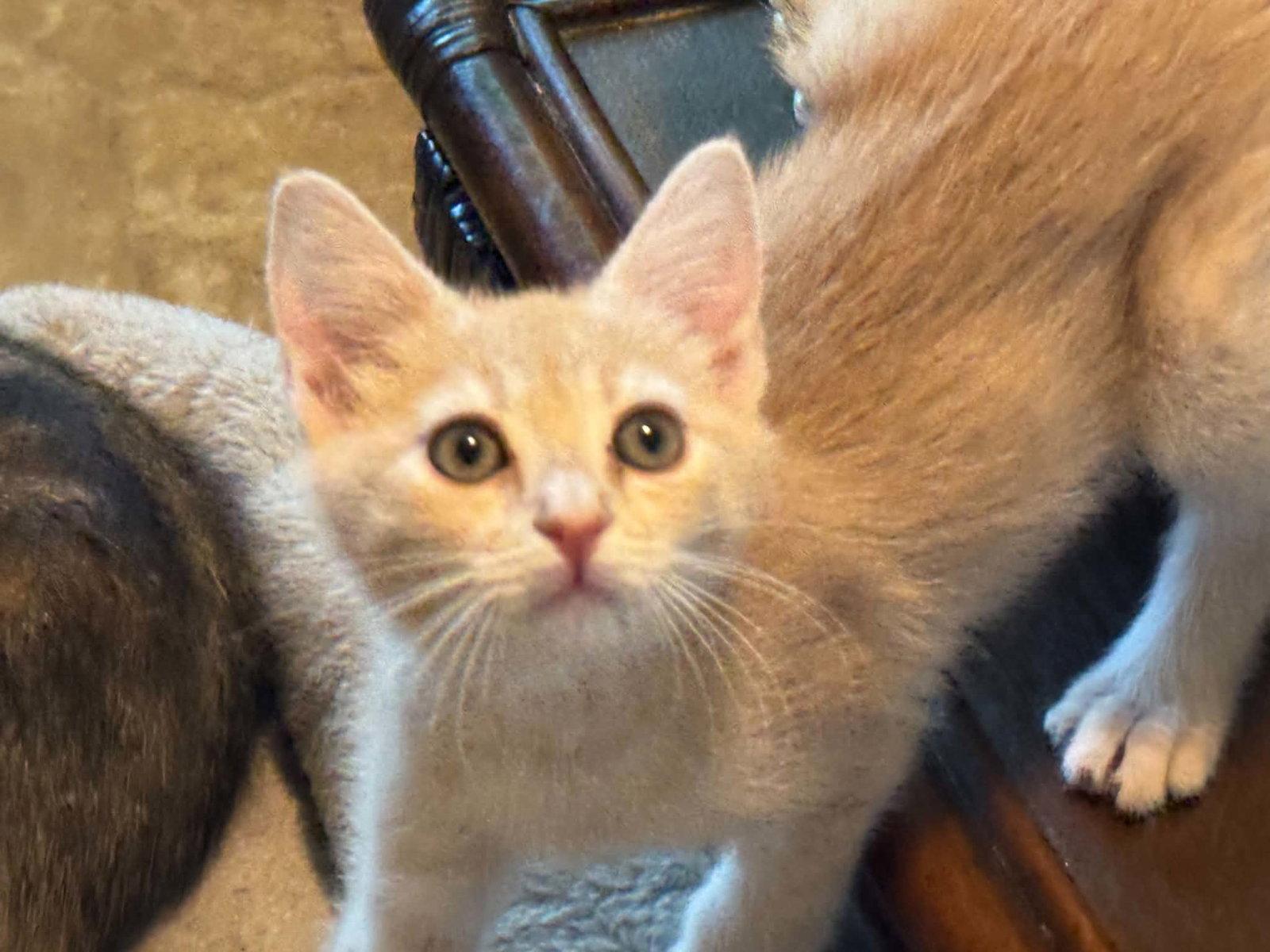 Sonny, Adoptable, Kitten Male Domestic Short Hair.