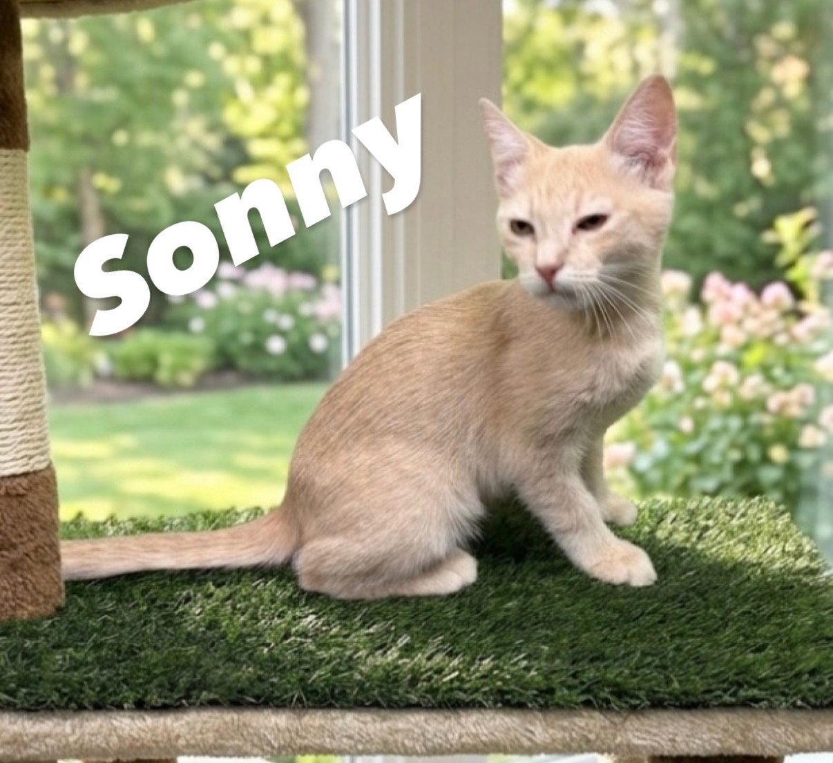 Enlarge Sonny, a Adoptable Domestic Short Hair in Chandler, AZ image 2/3
