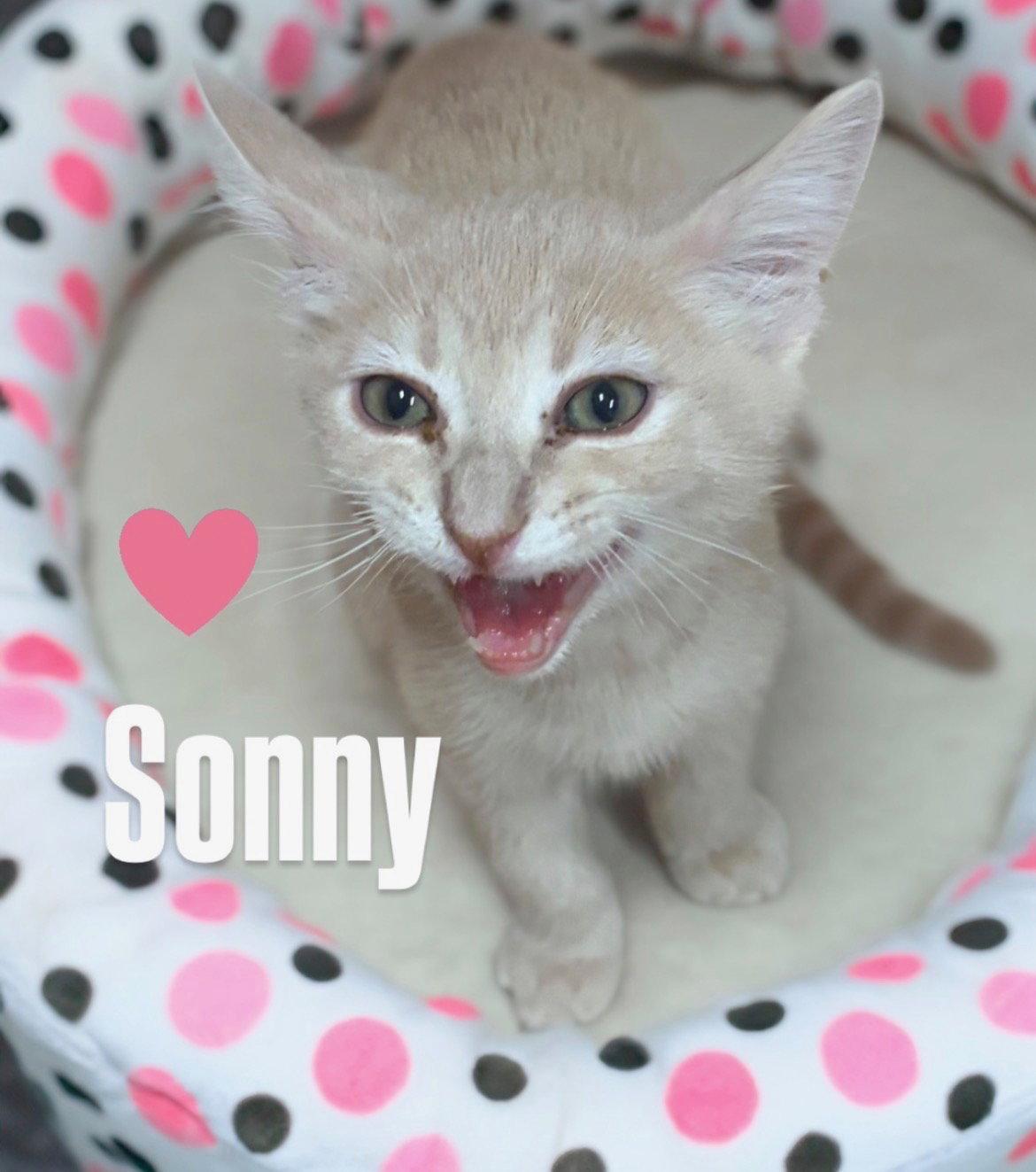 Enlarge Sonny, a Adoptable Domestic Short Hair in Chandler, AZ image 3/3