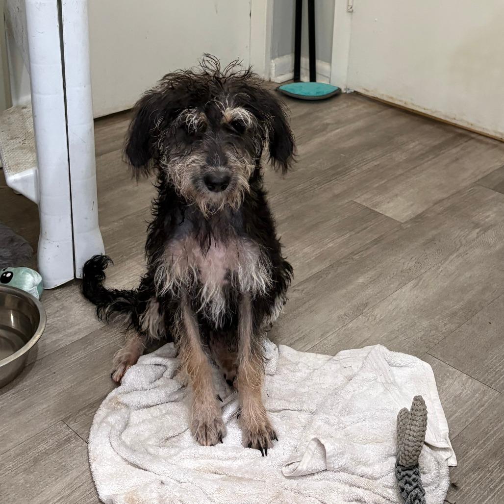 Lucy XXIV 26-080, Adoptable, Young Female Terrier & Mixed Breed.