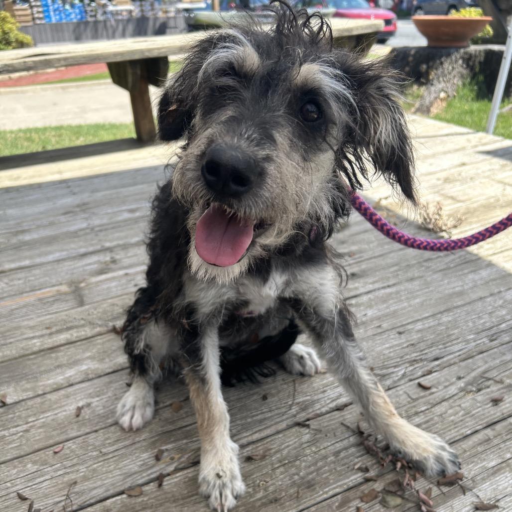 Enlarge Lucy XXIV 26-080, a Adoptable mixed breed in Little Rock, AR image 2/4