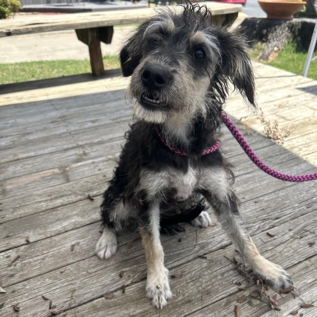 Enlarge Lucy XXIV 26-080, a Adoptable mixed breed in Little Rock, AR image 3/4