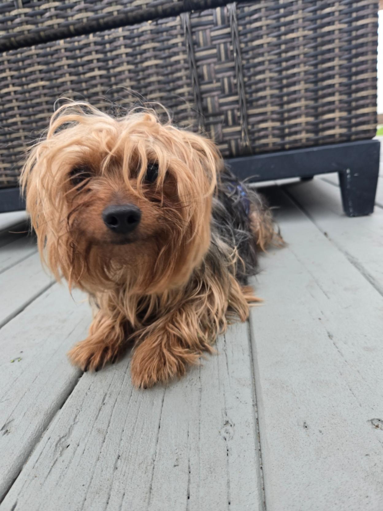 Toby, ADOPTABLE, Young Male Yorkshire Terrier.