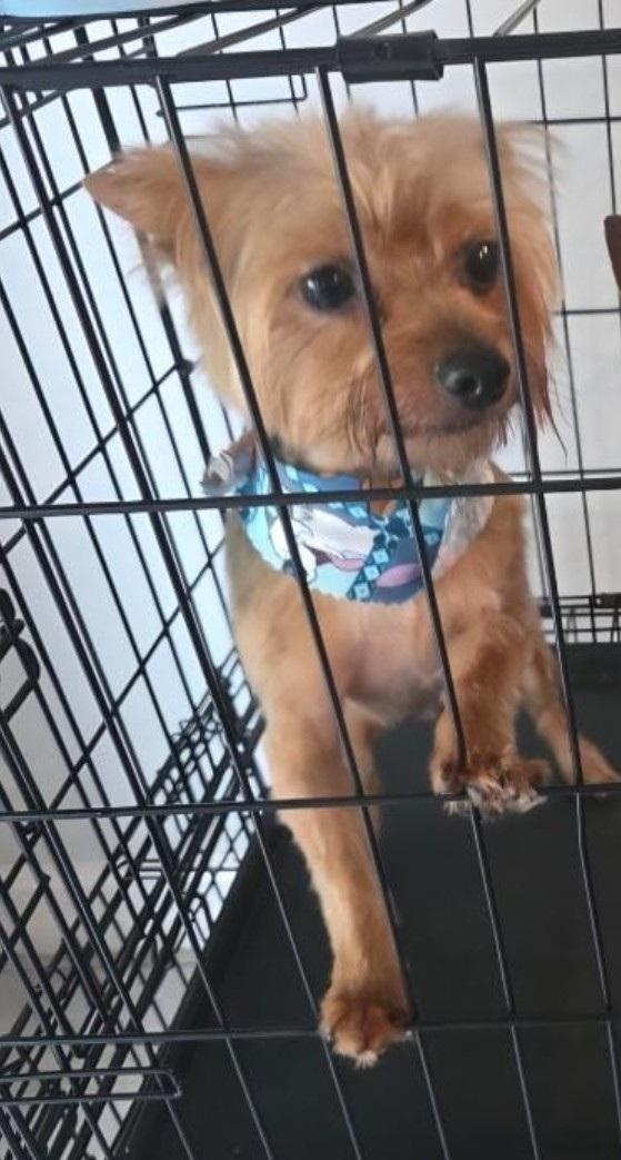 Enlarge Toby, an adopted Yorkshire Terrier in Orlando, FL image 6/6