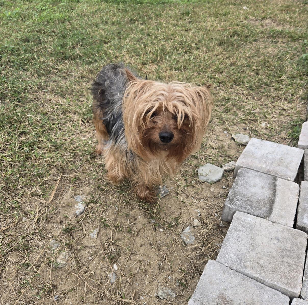 Enlarge Toby, a ADOPTABLE Yorkshire Terrier in Orlando, FL image 3/6