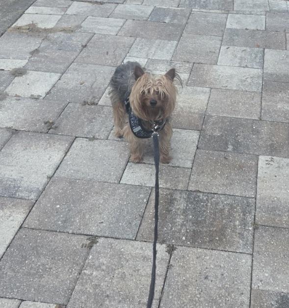 Enlarge Toby, a ADOPTABLE Yorkshire Terrier in Orlando, FL image 5/6