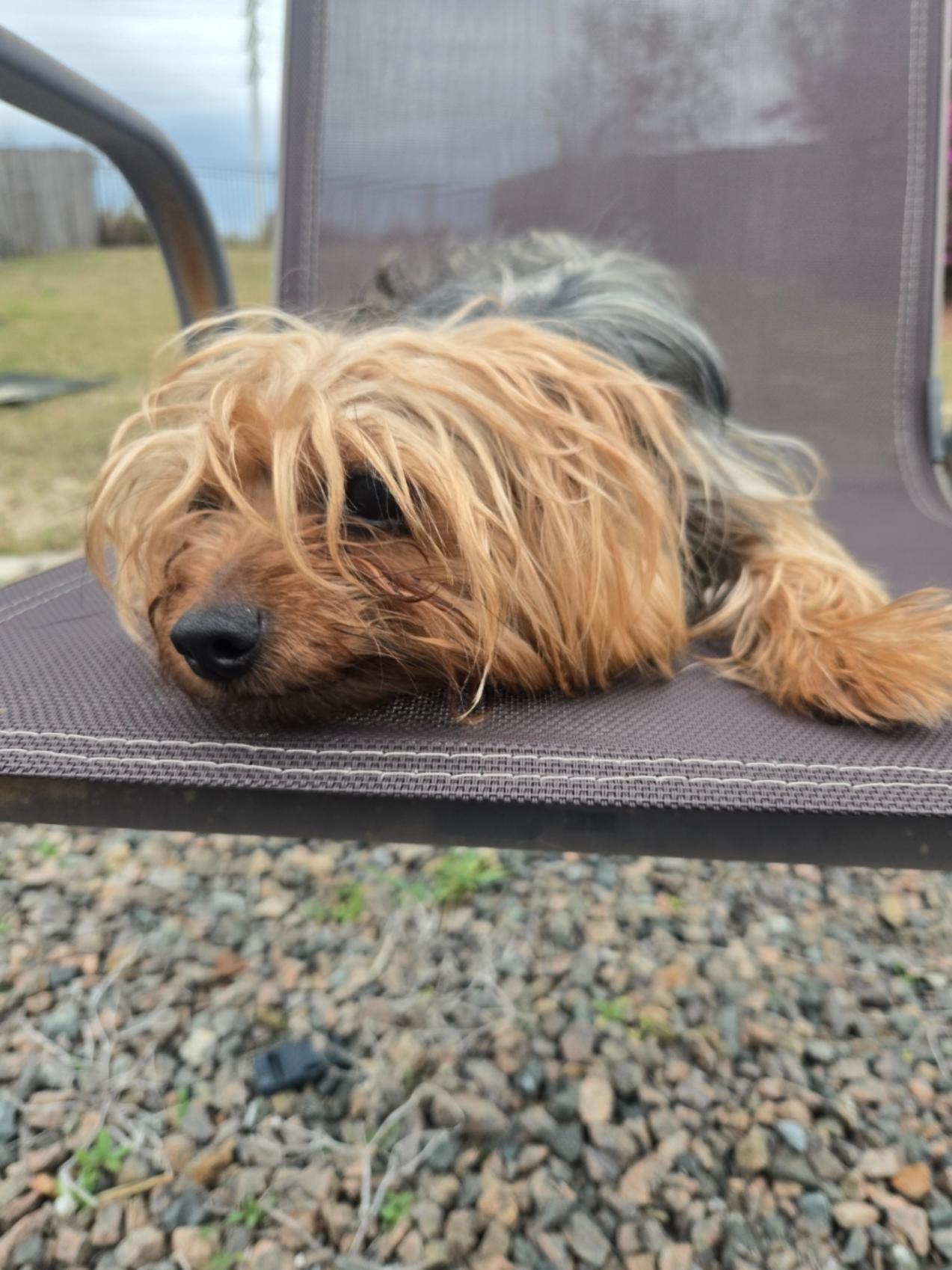 Enlarge Toby, a ADOPTABLE Yorkshire Terrier in Orlando, FL image 6/6