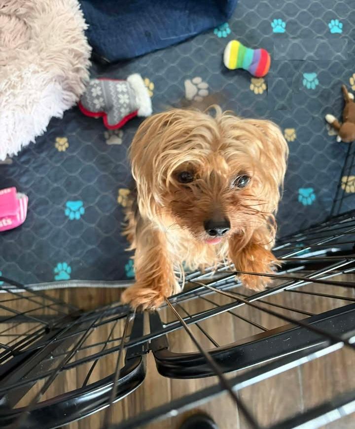 Enlarge Toby, an adopted Yorkshire Terrier in Orlando, FL image 2/6