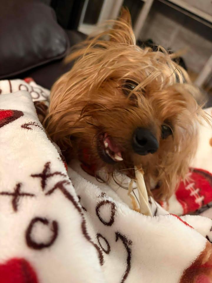 Enlarge Toby, an adopted Yorkshire Terrier in Orlando, FL image 1/6