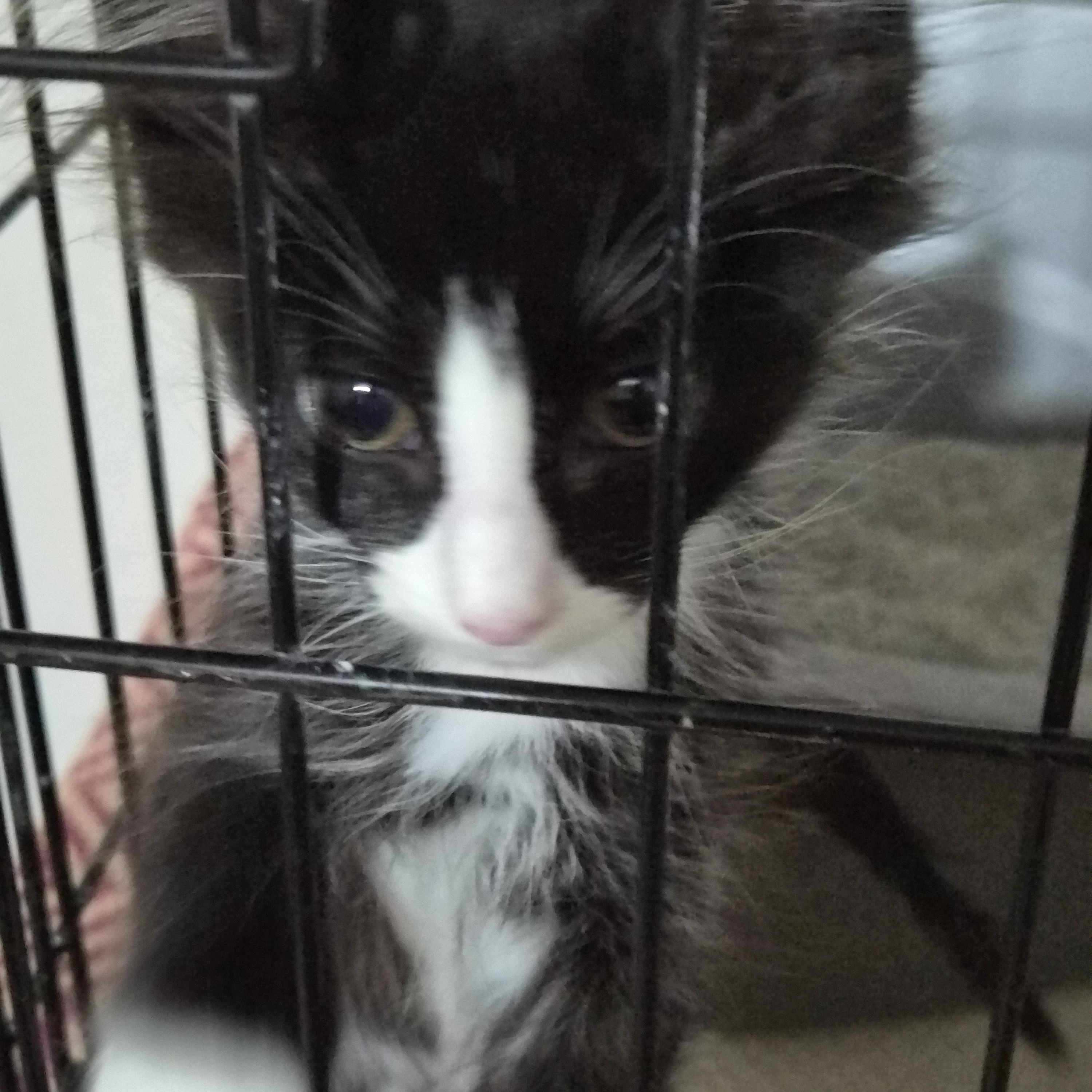 Johnny, Adopted, Kitten Male Domestic Long Hair.