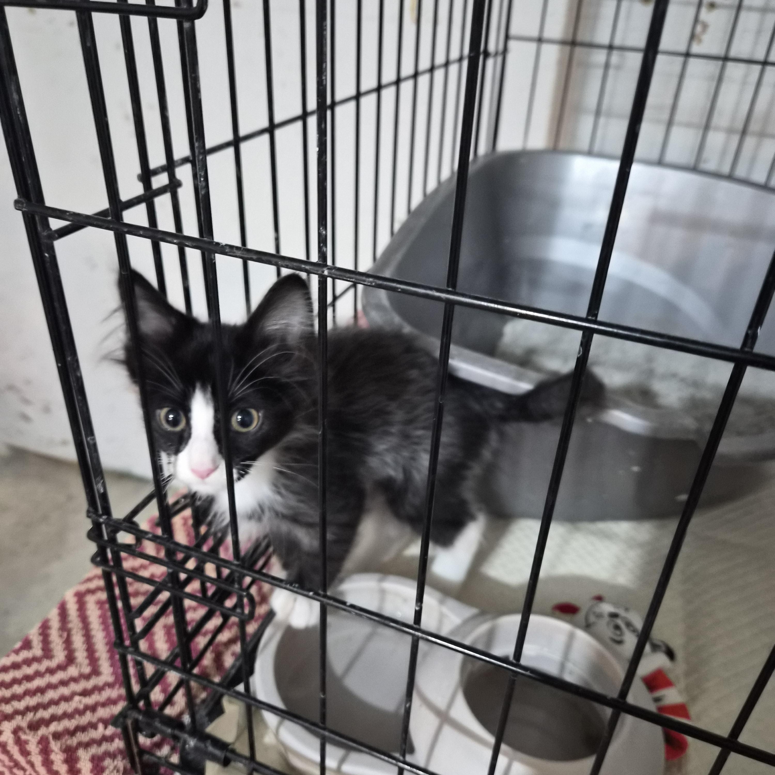 Enlarge Johnny, a Adopted Domestic Long Hair in Greeley, CO image 2/2