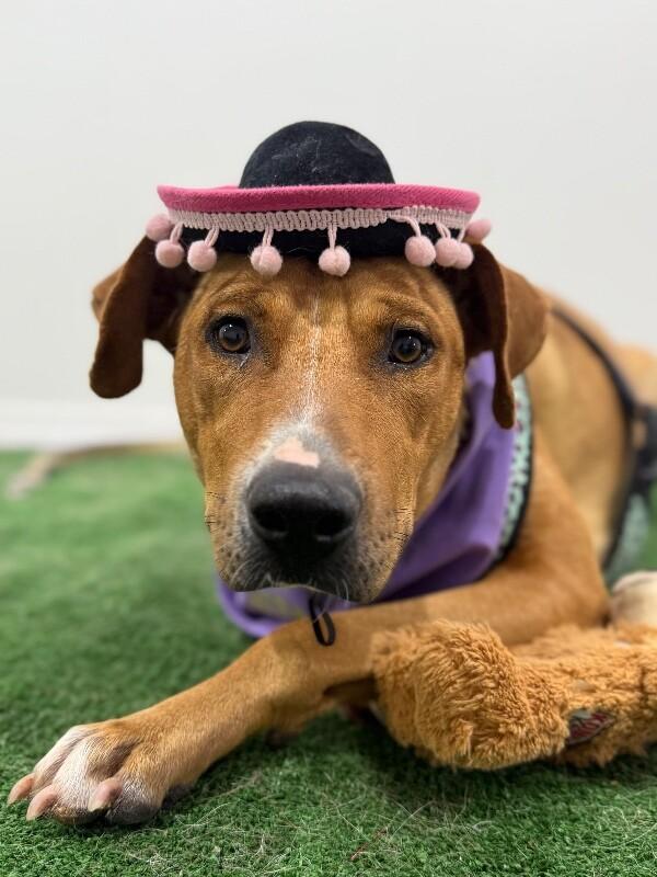 Cora-One of our Amazing Rescue Dogs photo