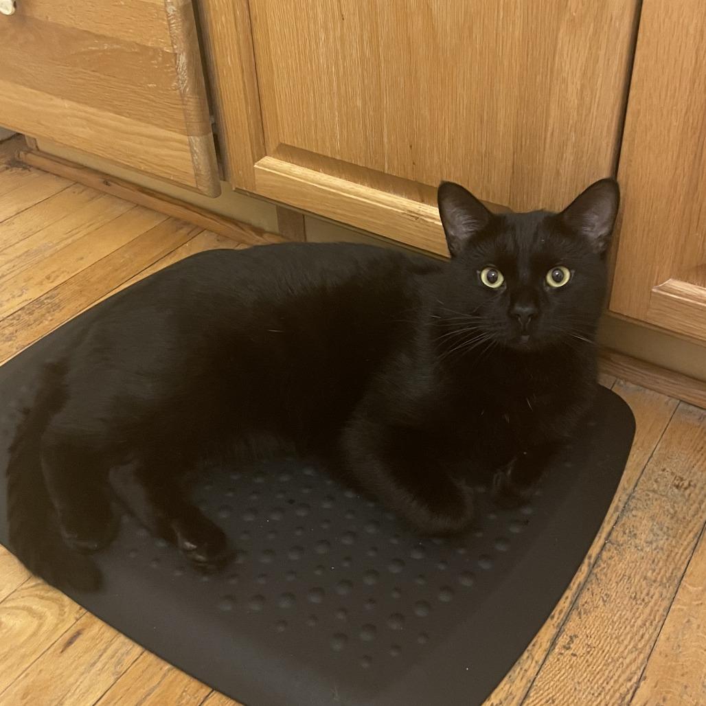 Noyes, adopted, Adult Male Domestic Short Hair.