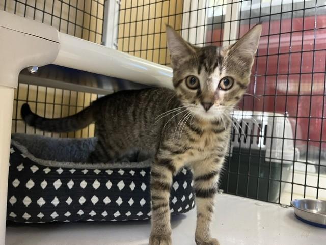 Cayenne, ADOPTABLE, Young Female Domestic Short Hair.