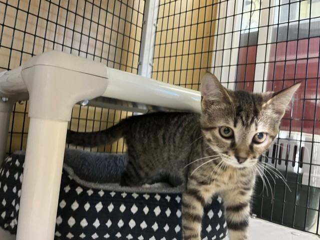 Cayenne, a ADOPTABLE Domestic Short Hair in Grosse Ile, MI image 2/3