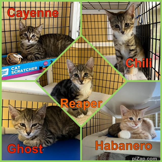 Cayenne, a ADOPTABLE Domestic Short Hair in Grosse Ile, MI image 3/3
