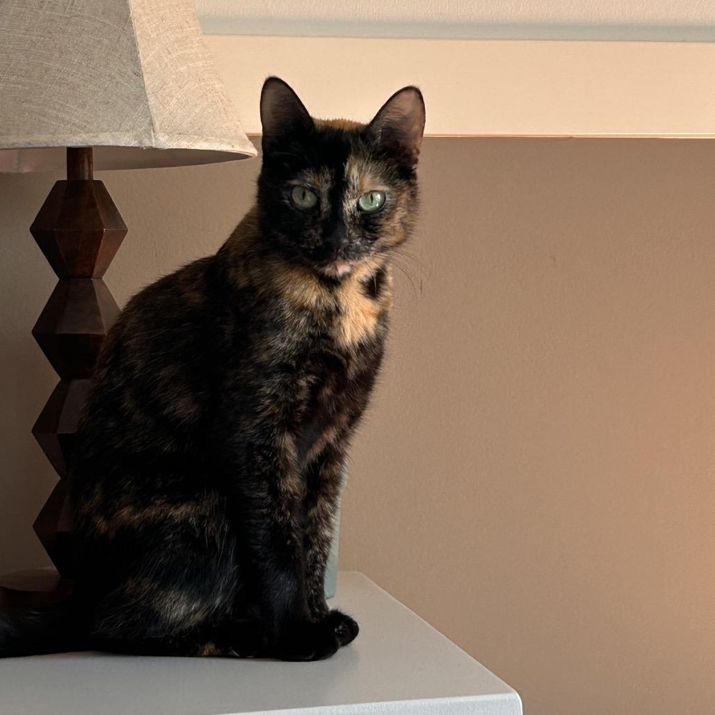 Enlarge Jazzy, a Adoptable Domestic Short Hair in Ferndale, MI image 1/3