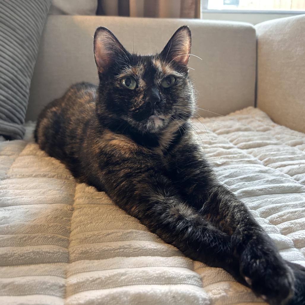 Enlarge Jazzy, a Adoptable Domestic Short Hair in Ferndale, MI image 2/6