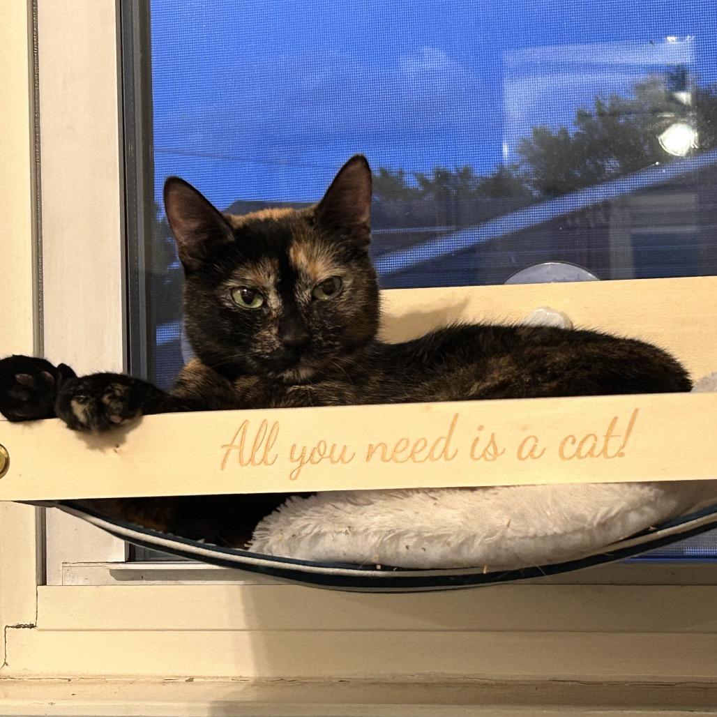 Enlarge Jazzy, a Adoptable Domestic Short Hair in Ferndale, MI image 2/3