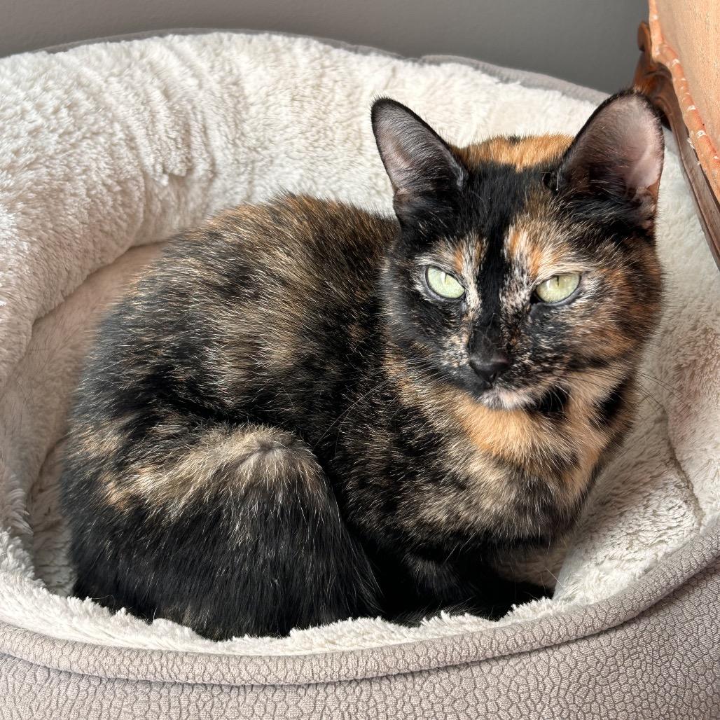 Enlarge Jazzy, a Adoptable Domestic Short Hair in Ferndale, MI image 3/3