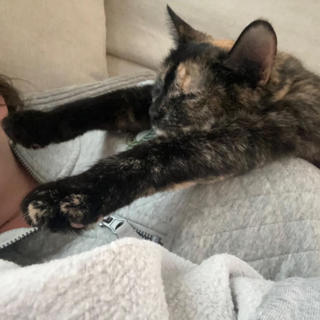 Enlarge Jazzy, a Adoptable Domestic Short Hair in Ferndale, MI image 5/6