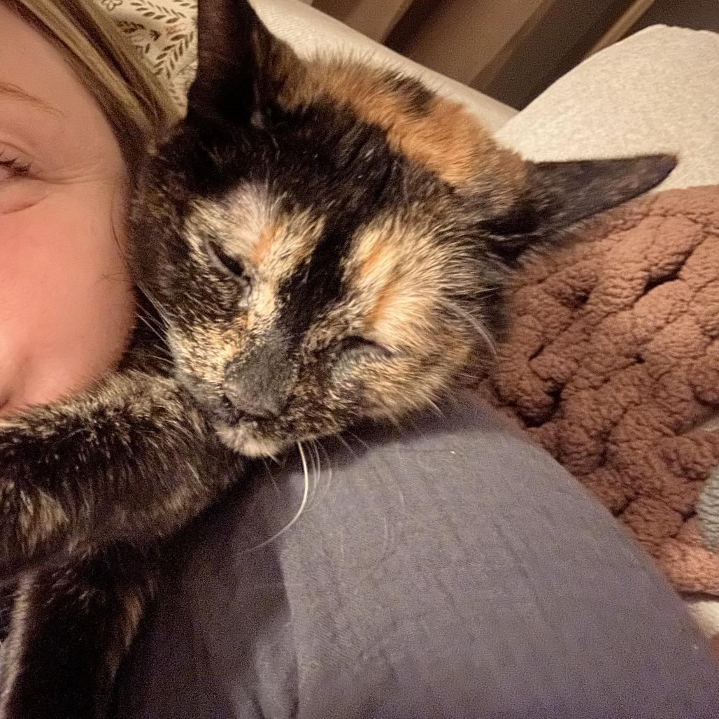 Enlarge Jazzy, a Adoptable Domestic Short Hair in Ferndale, MI image 6/6