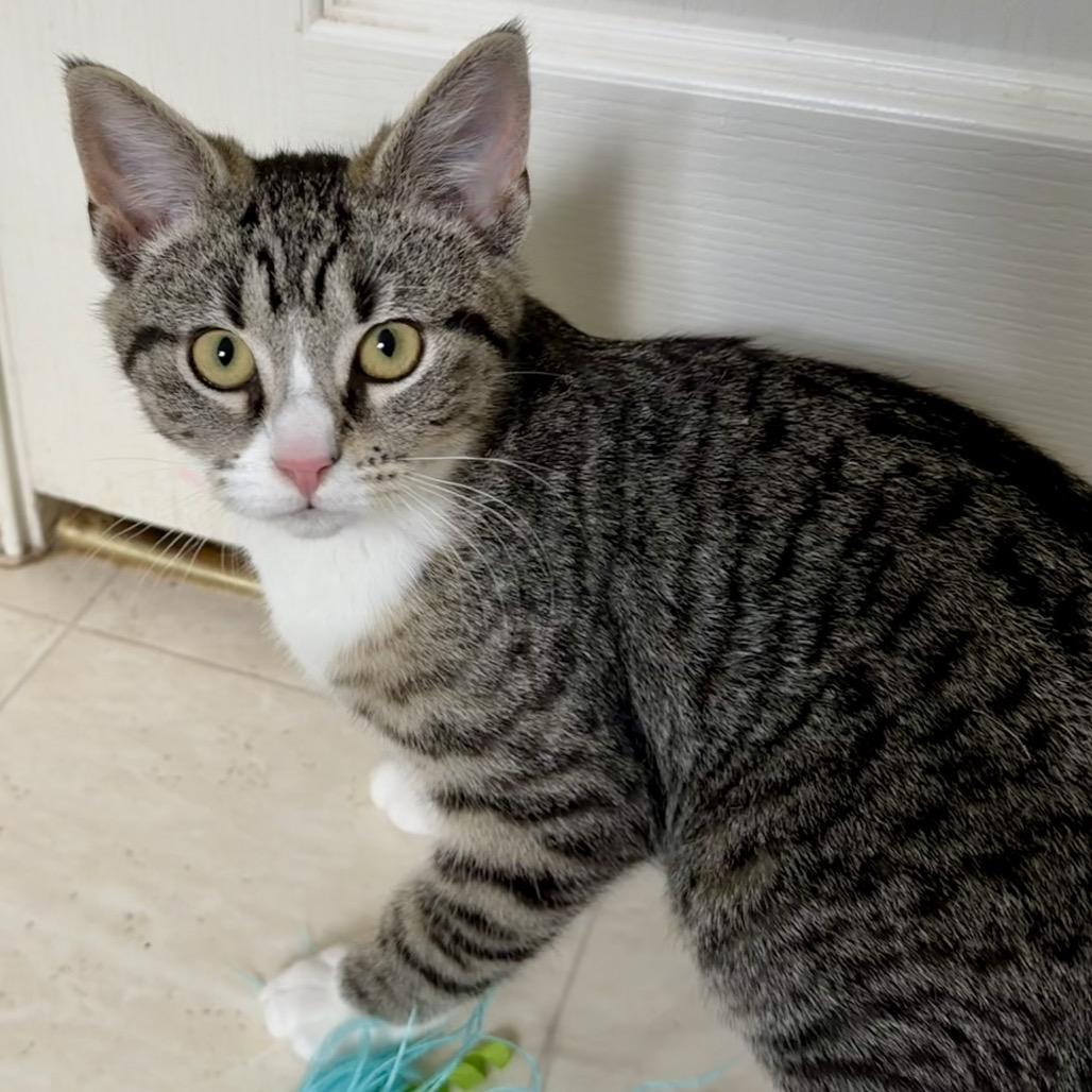 Enlarge Saki, a Adoptable Domestic Short Hair in Germantown, MD image 1/5