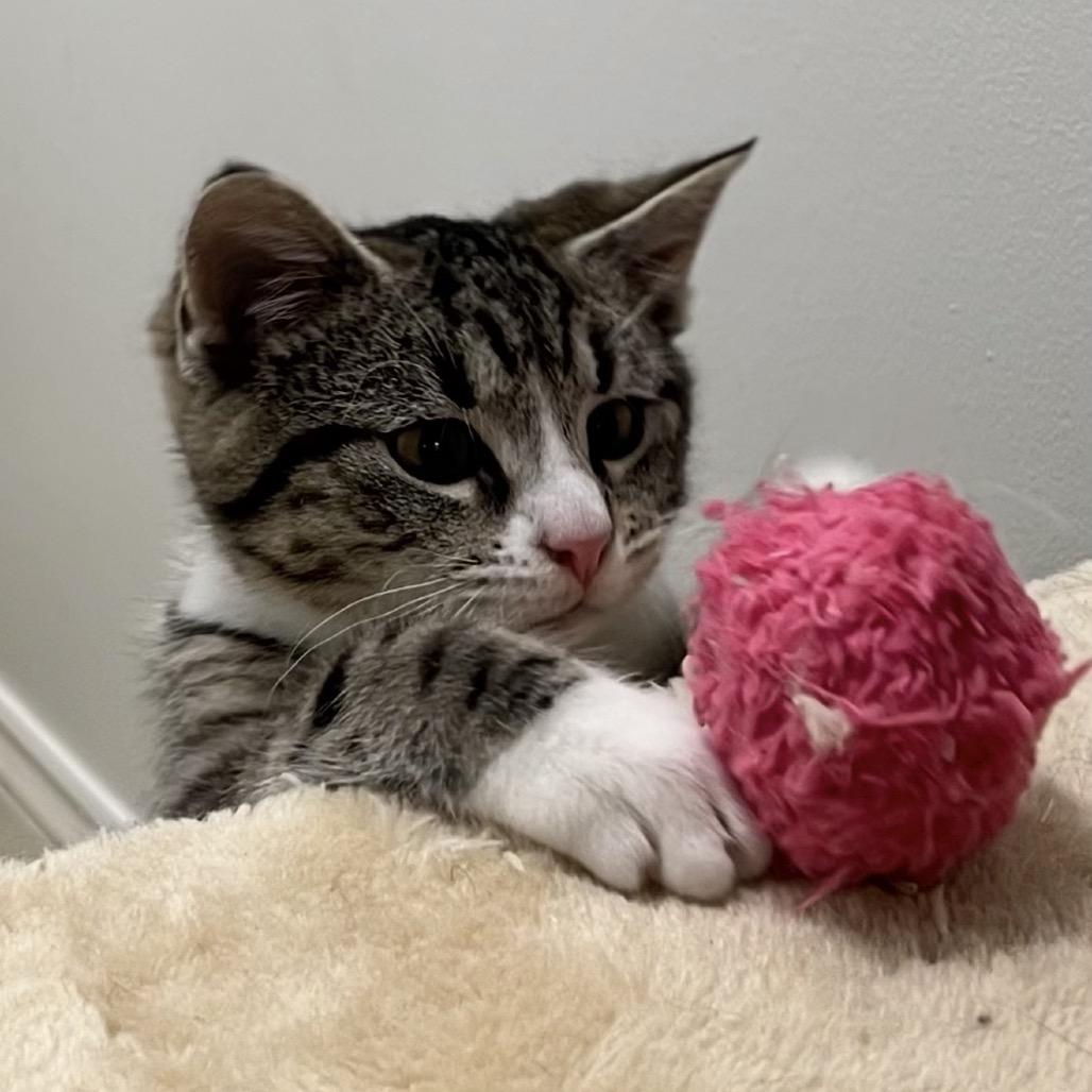 Enlarge Saki, a Adoptable Domestic Short Hair in Germantown, MD image 2/5