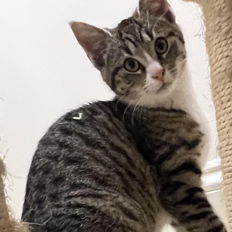 Enlarge Saki, a Adoptable Domestic Short Hair in Germantown, MD image 3/5