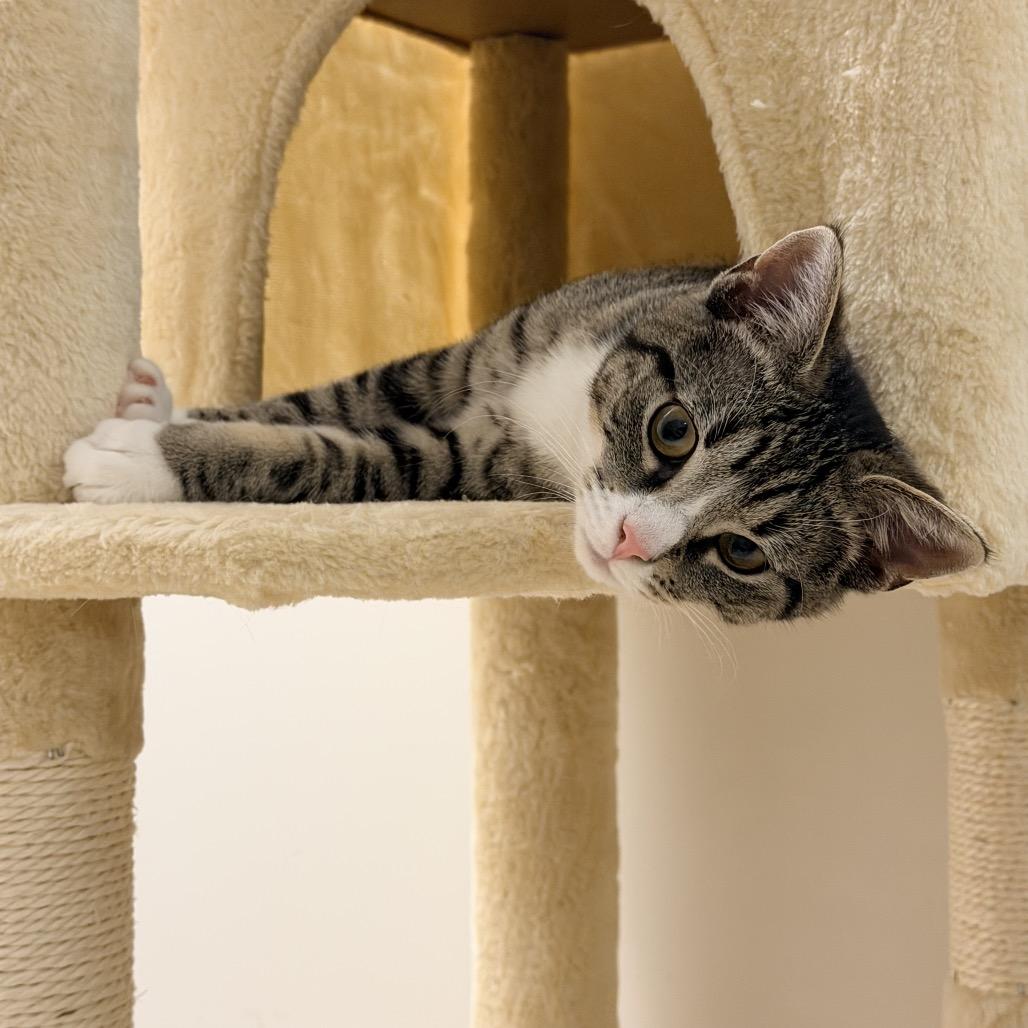 Enlarge Saki, a Adoptable Domestic Short Hair in Germantown, MD image 4/5