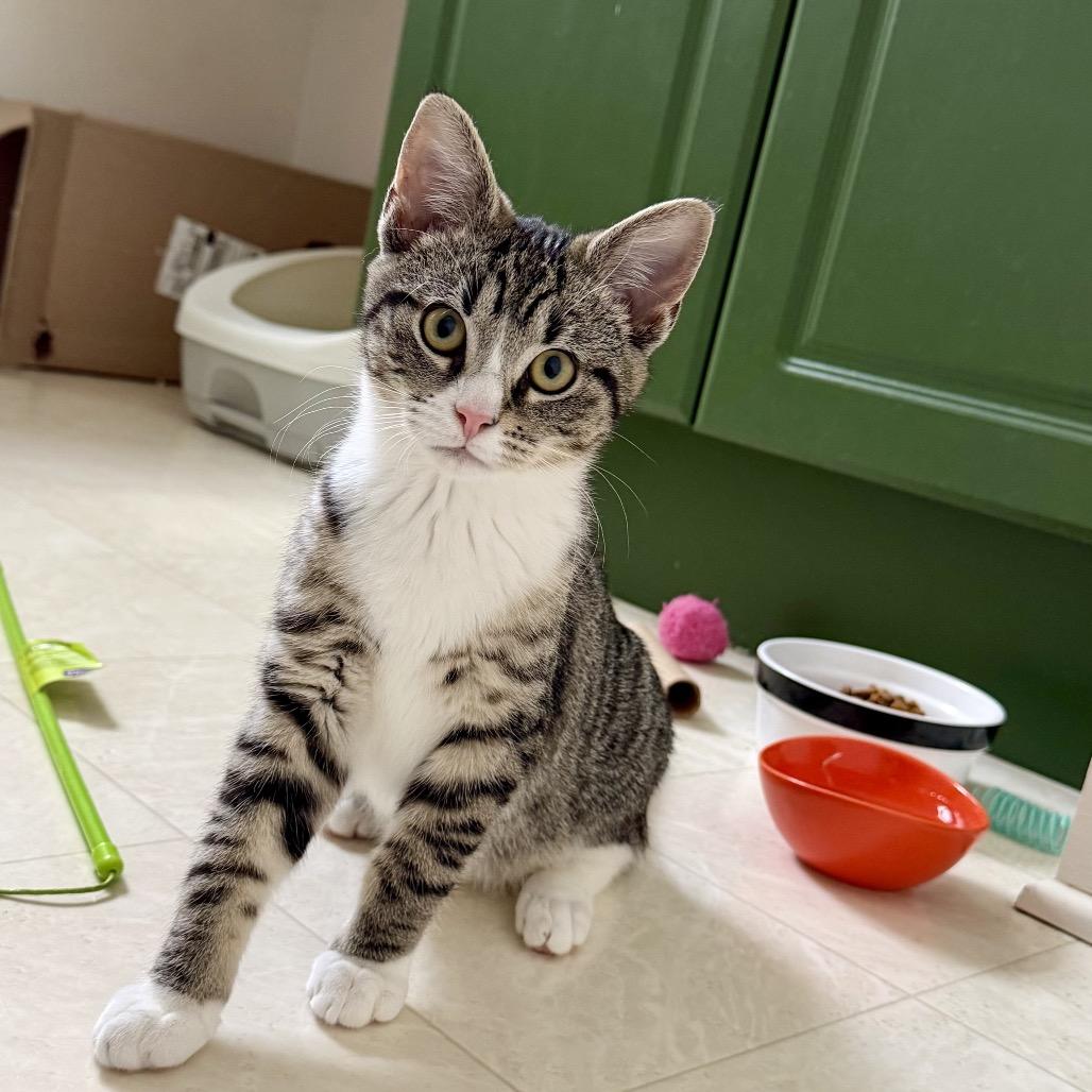 Enlarge Saki, a Adoptable Domestic Short Hair in Germantown, MD image 5/5