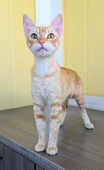 Crookshanks, a Adoptable Domestic Short Hair in Honolulu, HI image 1/3