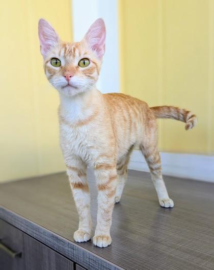 Crookshanks, a Adoptable Domestic Short Hair in Honolulu, HI image 2/3