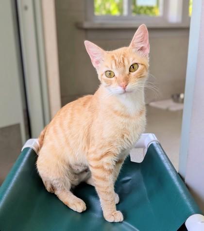 Crookshanks, a Adoptable Domestic Short Hair in Honolulu, HI image 3/3