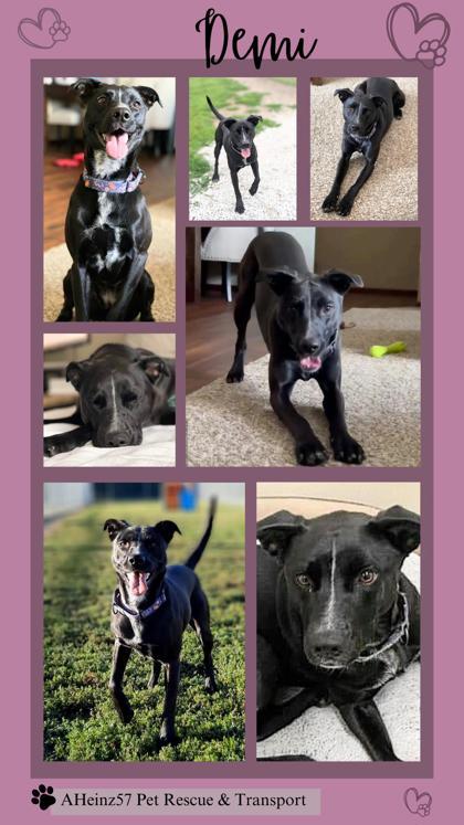 Enlarge Demi, a Adoptable mixed breed in De Soto, IA image 1/6