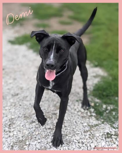 Enlarge Demi, a Adoptable mixed breed in De Soto, IA image 5/6
