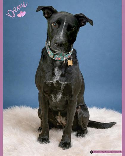 Enlarge Demi, a Adoptable mixed breed in De Soto, IA image 6/6